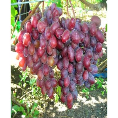 Виноград "Граф-Монте-кристо": цена и описание сорта