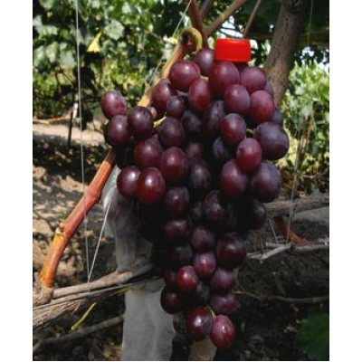 Виноград "Нина": фото и описание сорта